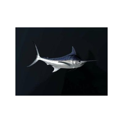 拒絕emo！進(jìn)口劍旗魚(yú)清關(guān)報(bào)關(guān)就找我